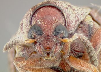 Media type: image; Entomology 25057   Aspect: head frontal view